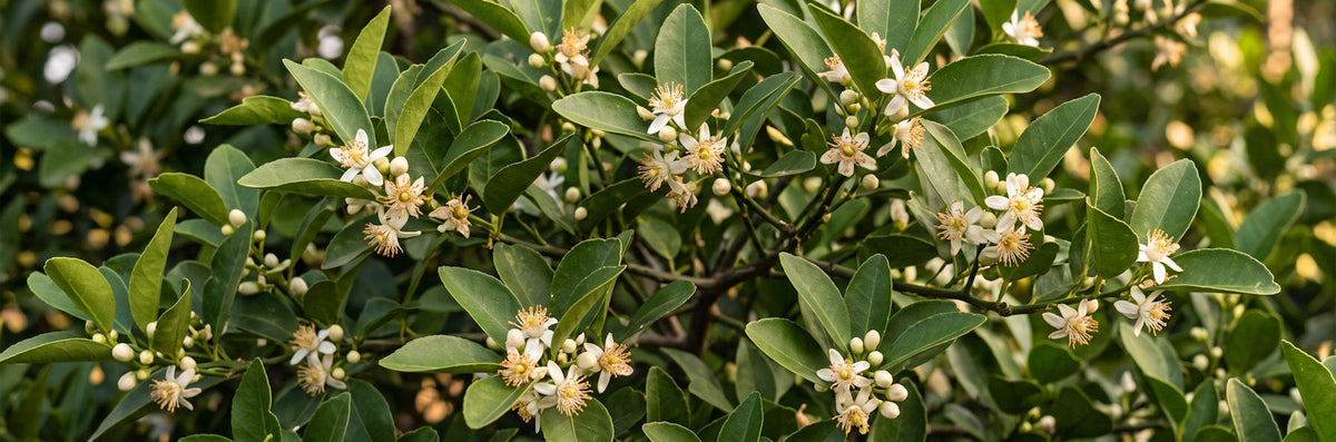 Chepito Healing Oil producten voor kroeshaar, krullen en natuurlijk haar